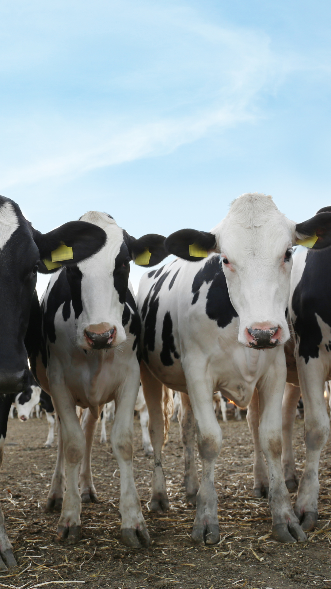 How does methane from livestock shape climate impact and dairy productivity?